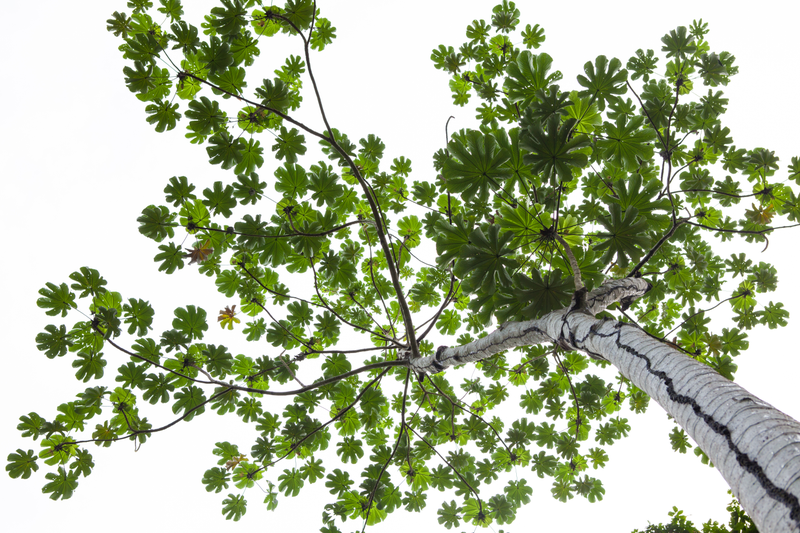 Illustration for article titled TRIGANA : THE PLANTS